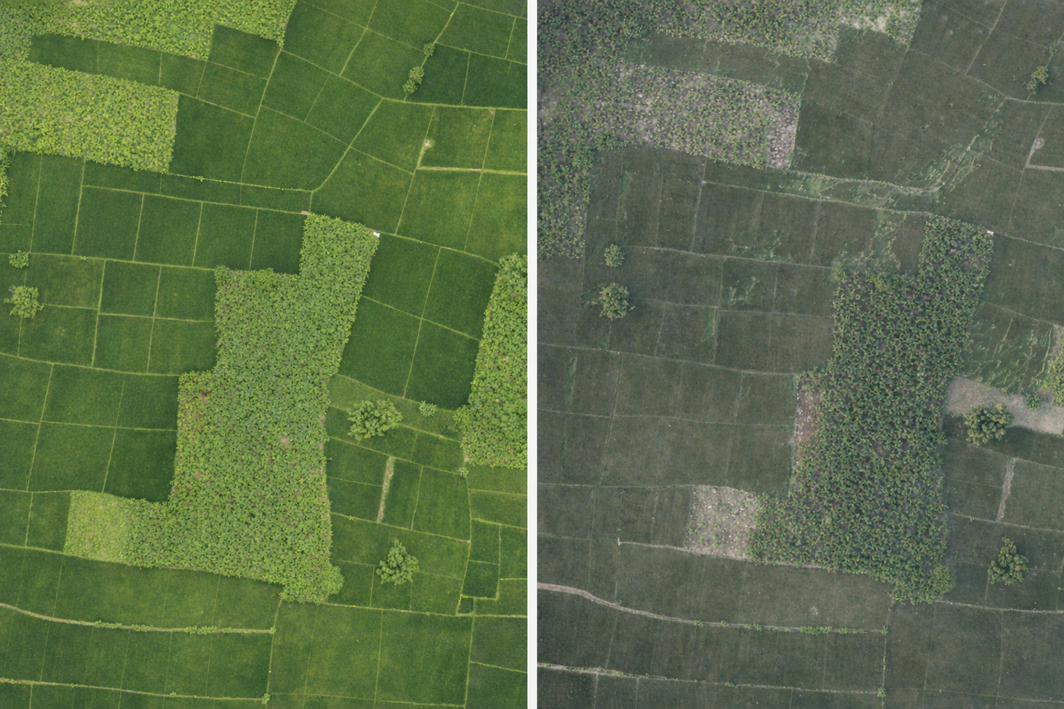 AI-Enhanced Flood Recovery Initiative