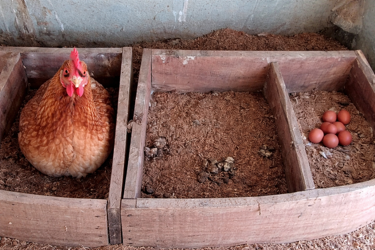 AI-Based Poultry Monitoring